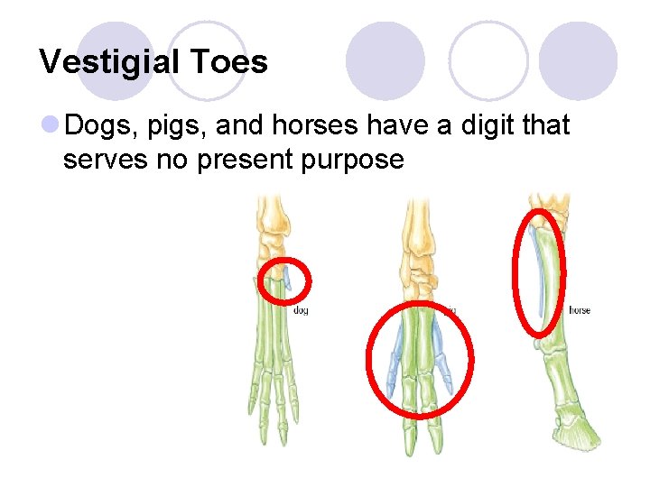 Vestigial Toes l Dogs, pigs, and horses have a digit that serves no present