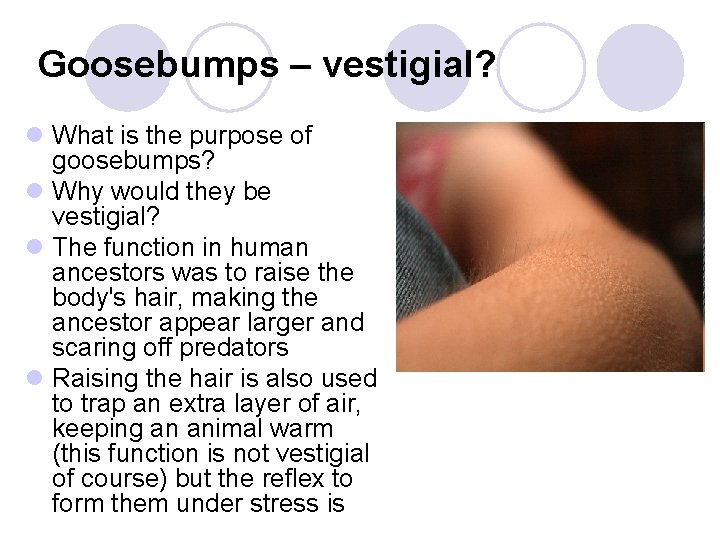 Goosebumps – vestigial? l What is the purpose of goosebumps? l Why would they