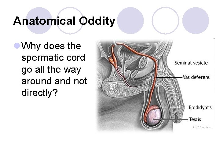 Anatomical Oddity l Why does the spermatic cord go all the way around and