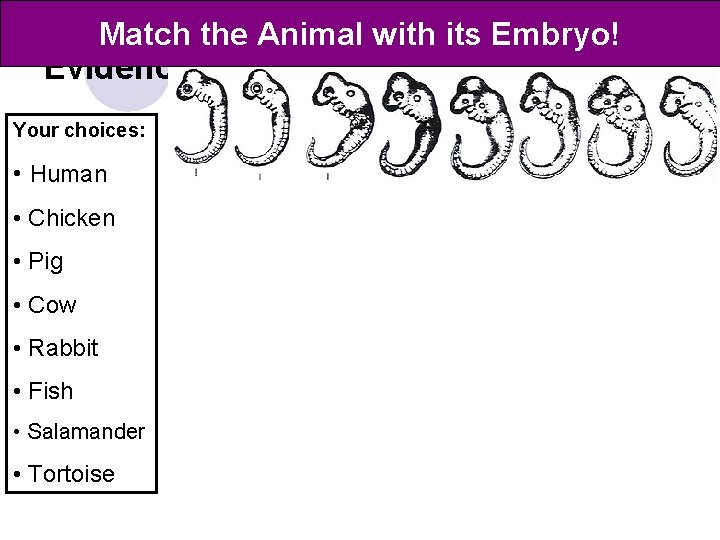 Match the Animal with its Embryo! Evidence #3: Embryology Your choices: • Human •