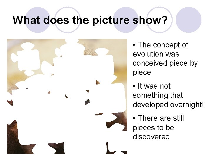 What does the picture show? • The concept of evolution was conceived piece by