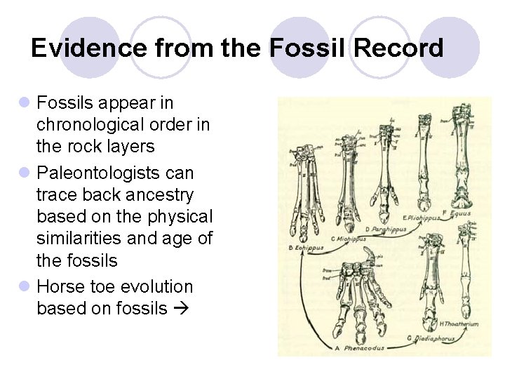 Evidence from the Fossil Record l Fossils appear in chronological order in the rock