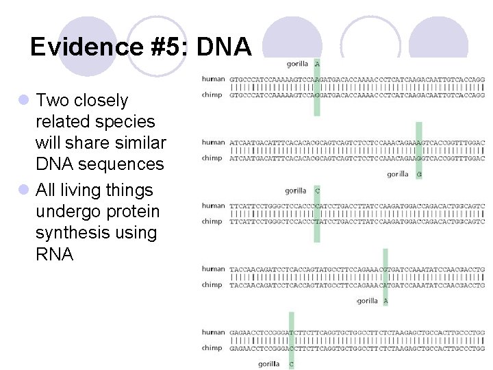 Evidence #5: DNA l Two closely related species will share similar DNA sequences l