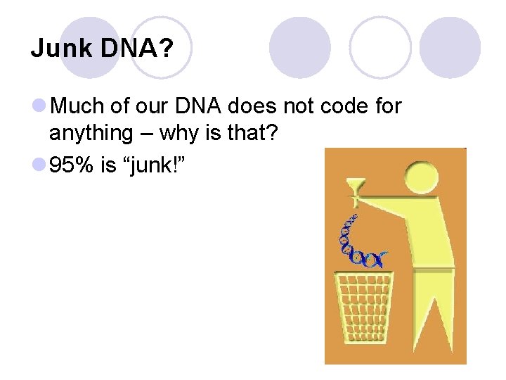 Junk DNA? l Much of our DNA does not code for anything – why