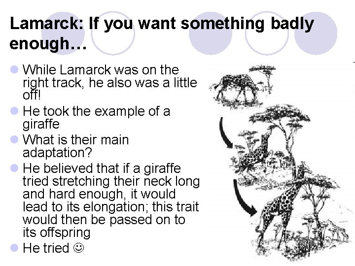 Lamarck: If you want something badly enough… l While Lamarck was on the right