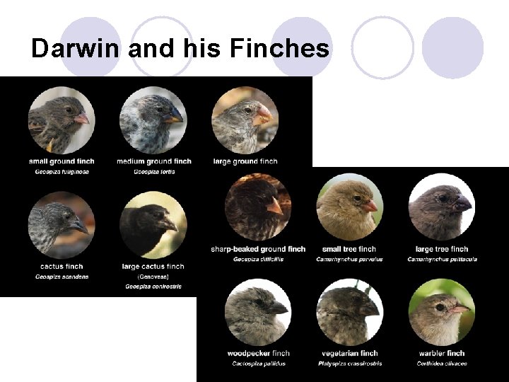 Darwin and his Finches 
