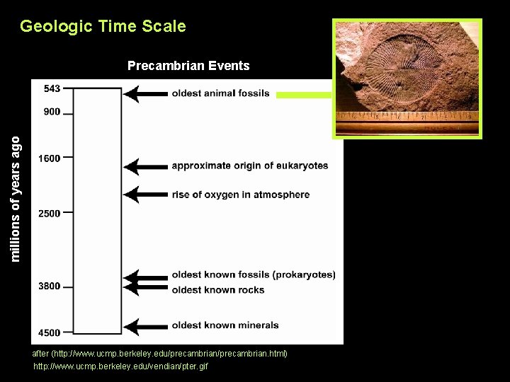 Geologic Time Scale millions of years ago Precambrian Events after (http: //www. ucmp. berkeley.