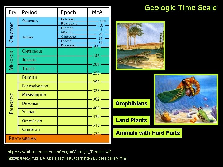 Geologic Time Scale Amphibians Land Plants Animals with Hard Parts http: //www. inhandmuseum. com/images/Geologic_Timeline.