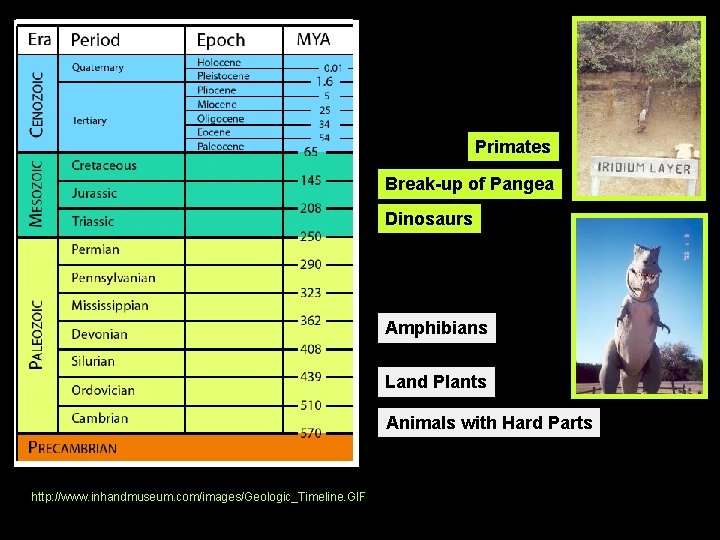 Primates Break-up of Pangea Dinosaurs Amphibians Land Plants Animals with Hard Parts http: //www.