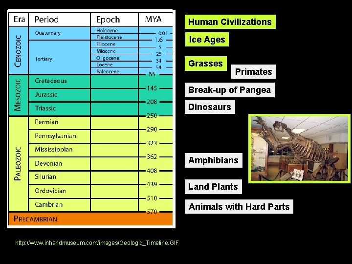 Human Civilizations Ice Ages Grasses Primates Break-up of Pangea Dinosaurs Amphibians Land Plants Animals