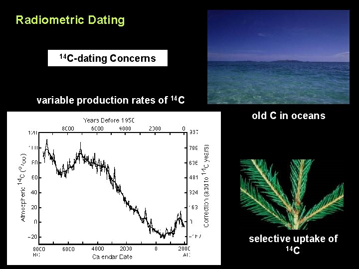 Radiometric Dating 14 C-dating Concerns variable production rates of 14 C old C in