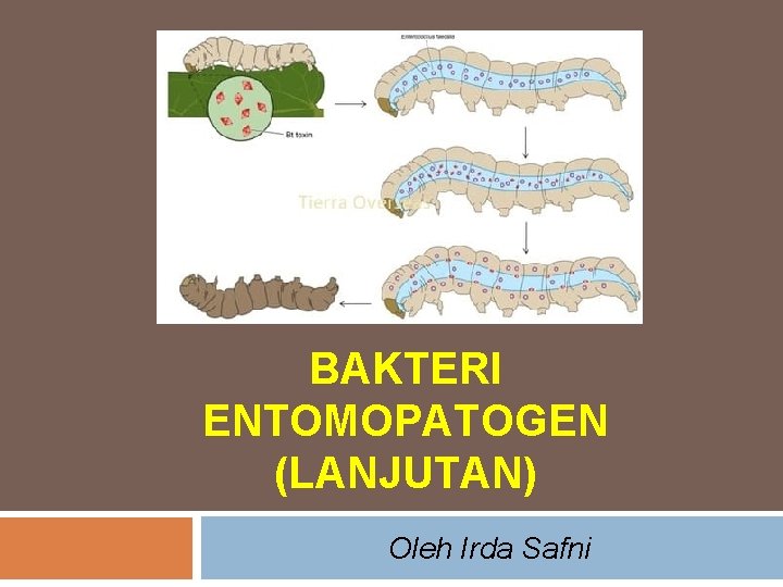 BAKTERI ENTOMOPATOGEN (LANJUTAN) Oleh Irda Safni 