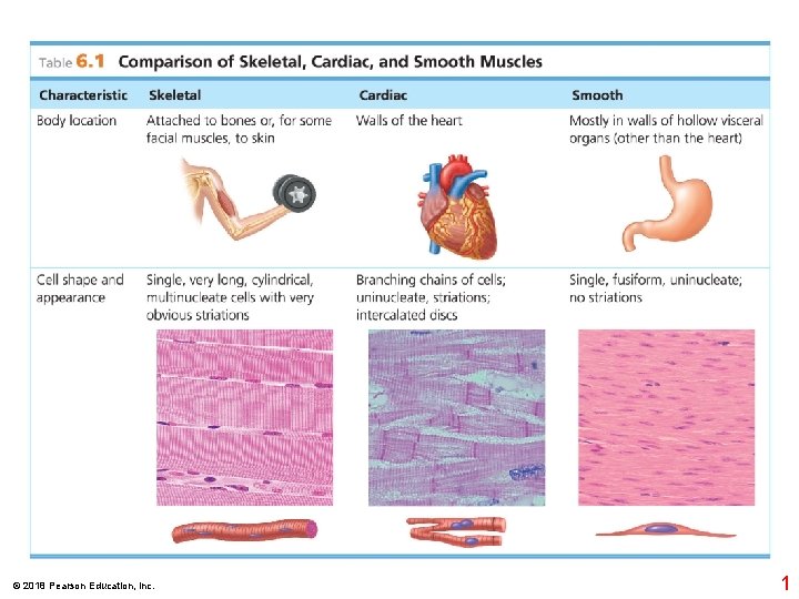 © 2018 Pearson Education, Inc. 1 