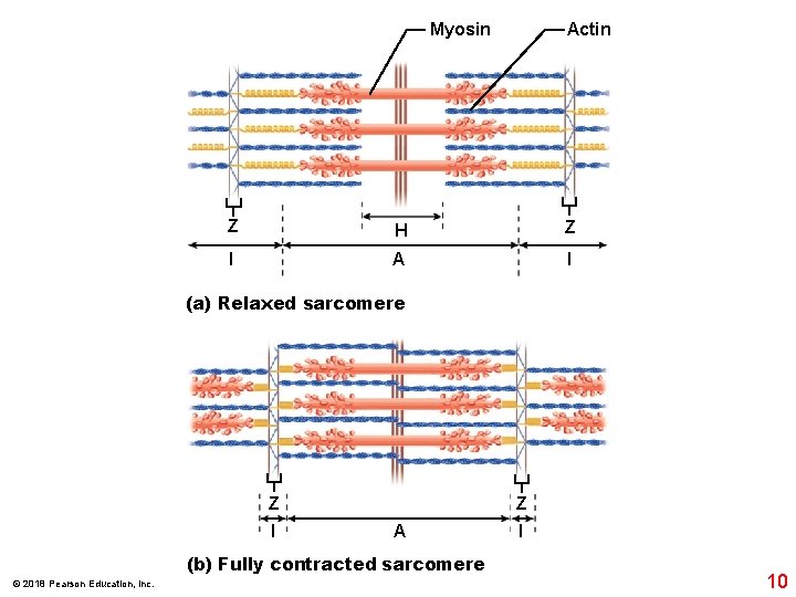 Actin Myosin Z H Z I A I (a) Relaxed sarcomere Z Z I