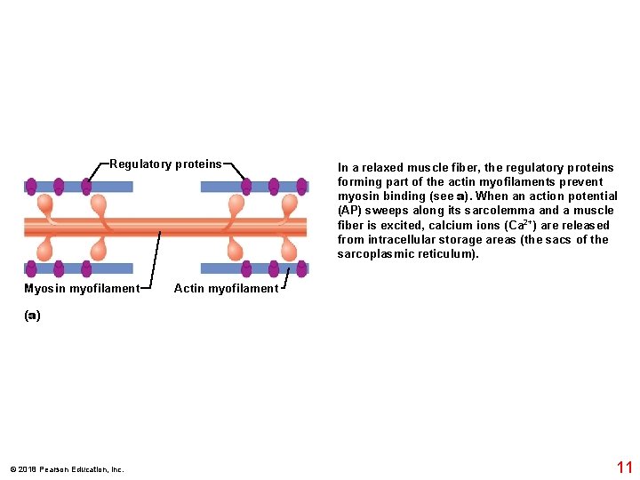 Regulatory proteins Myosin myofilament In a relaxed muscle fiber, the regulatory proteins forming part