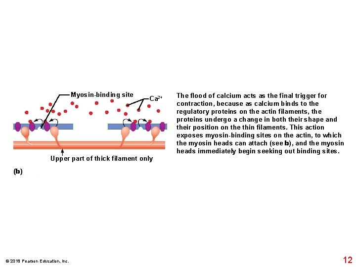 Myosin-binding site Ca 2+ The flood of calcium acts as the final trigger for