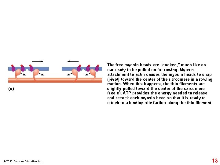 (c) © 2018 Pearson Education, Inc. The free myosin heads are “cocked, ” much