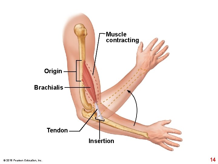 Muscle contracting Origin Brachialis Tendon Insertion © 2018 Pearson Education, Inc. 14 