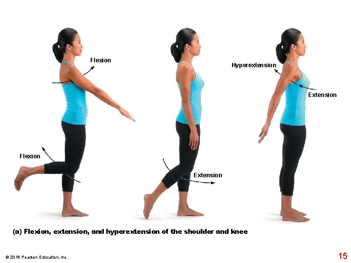 Flexion Hyperextension Extension Flexion Extension (a) Flexion, extension, and hyperextension of the shoulder and