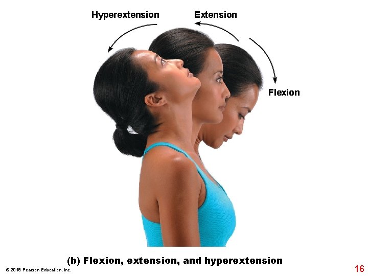 Hyperextension Extension Flexion (b) Flexion, extension, and hyperextension © 2018 Pearson Education, Inc. 16
