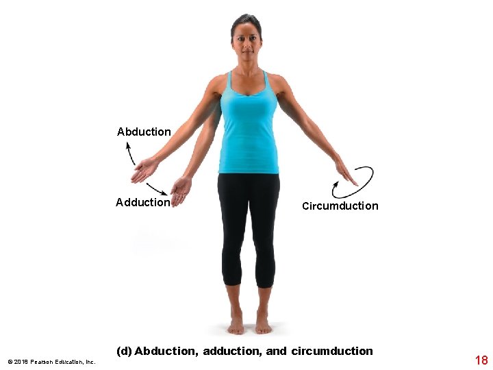 Abduction Adduction Circumduction (d) Abduction, adduction, and circumduction © 2018 Pearson Education, Inc. 18