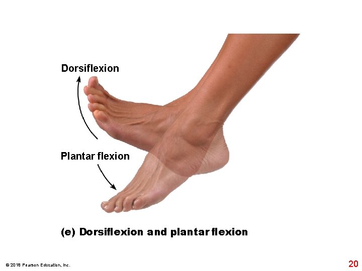 Dorsiﬂexion Plantar flexion (e) Dorsiﬂexion and plantar ﬂexion © 2018 Pearson Education, Inc. 20