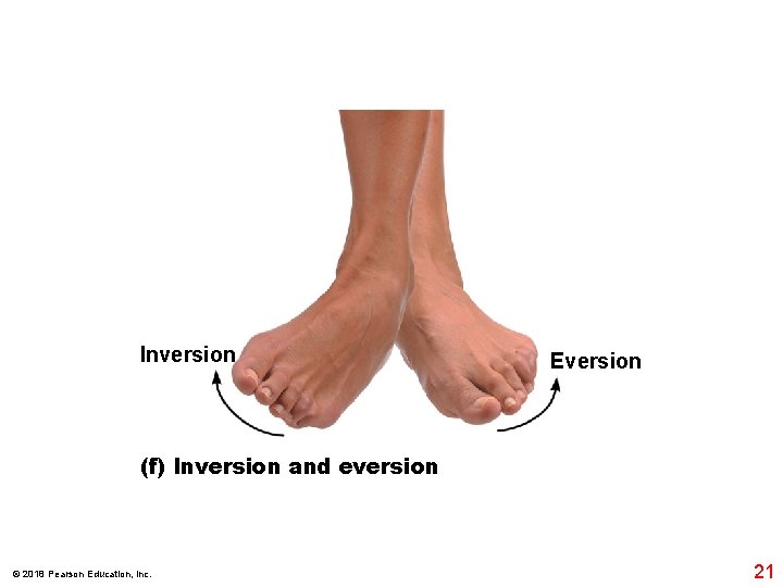 Inversion Eversion (f) Inversion and eversion © 2018 Pearson Education, Inc. 21 