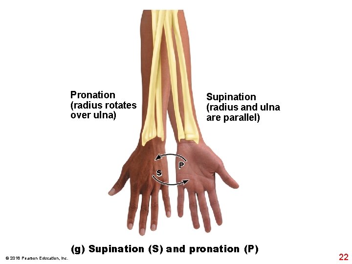 Pronation (radius rotates over ulna) Supination (radius and ulna are parallel) s P (g)