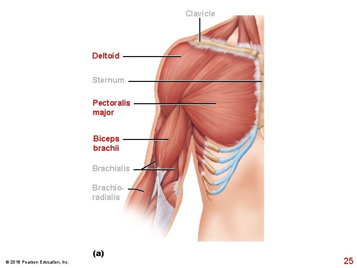Clavicle Deltoid Sternum Pectoralis major Biceps brachii Brachialis Brachioradialis (a) © 2018 Pearson Education,