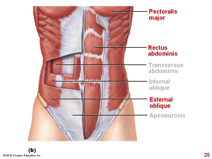 Pectoralis major Rectus abdominis Transversus abdominis Internal oblique External oblique Aponeurosis (b) © 2018