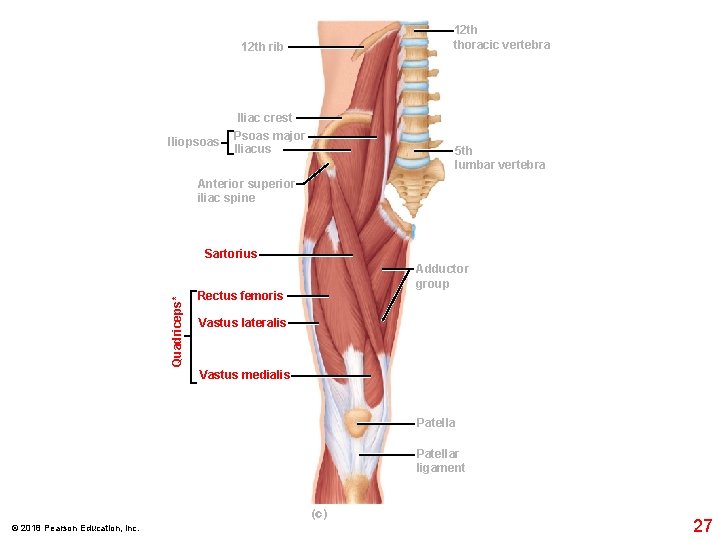 12 th thoracic vertebra 12 th rib Iliac crest Iliopsoas Psoas major Iliacus 5