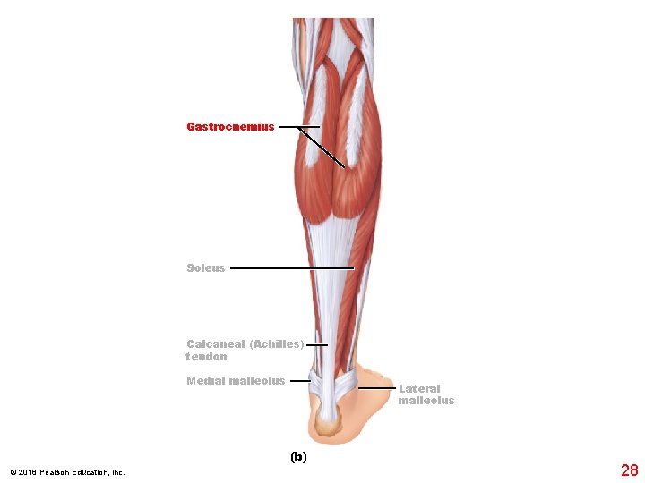 Gastrocnemius Soleus Calcaneal (Achilles) tendon Medial malleolus Lateral malleolus (b) © 2018 Pearson Education,