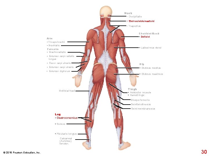 Neck • Occipitalis • Sternocleidomastoid • Trapezius Shoulder/Back • Deltoid Arm • Triceps brachii