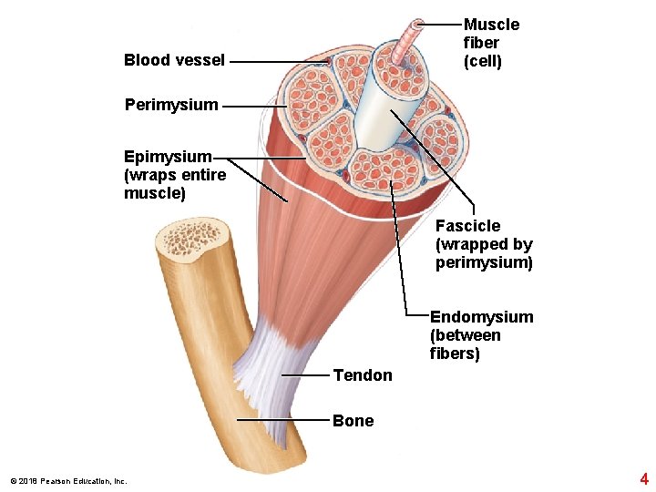 Muscle ﬁber (cell) Blood vessel Perimysium Epimysium (wraps entire muscle) Fascicle (wrapped by perimysium)