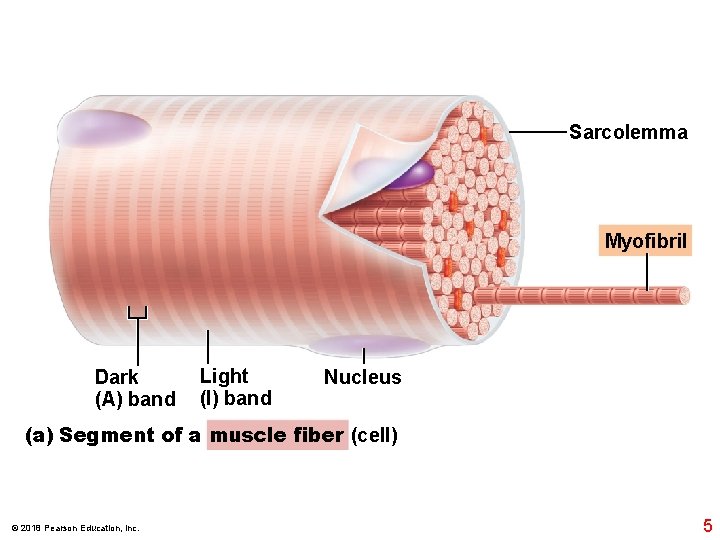Sarcolemma Myofibril Dark (A) band Light (I) band Nucleus (a) Segment of a muscle