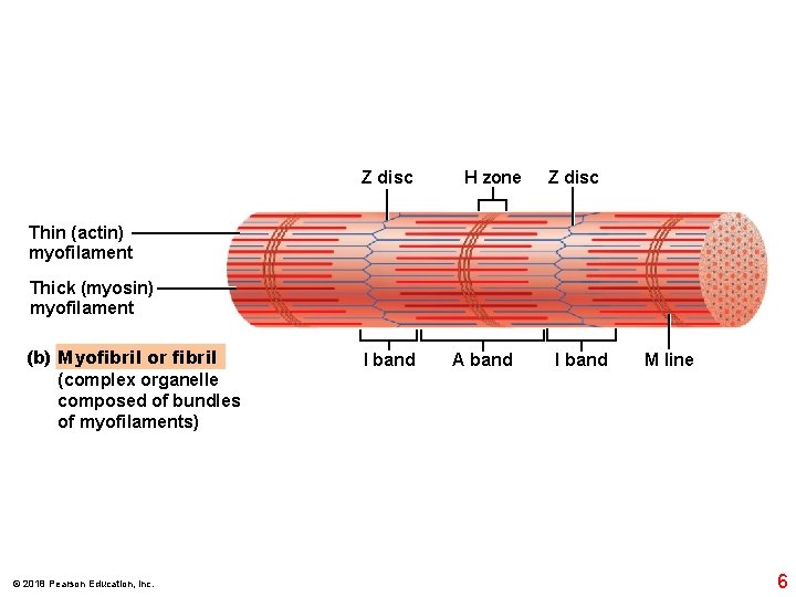 Z disc H zone Z disc Thin (actin) myofilament Thick (myosin) myofilament (b) Myofibril