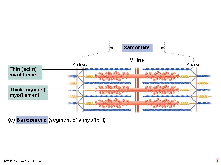 Sarcomere Thin (actin) myofilament Z disc M line Z disc Thick (myosin) myofilament (c)