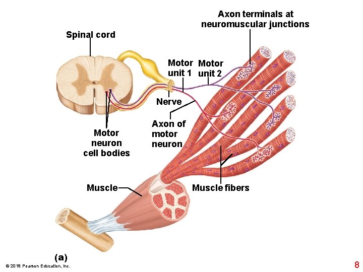 Axon terminals at neuromuscular junctions Spinal cord Motor unit 1 unit 2 Nerve Motor