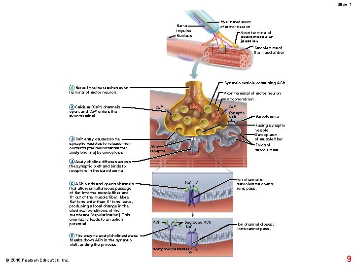 Slide 1 Nerve impulse Nucleus Myelinated axon of motor neuron Axon terminal of neuromuscular