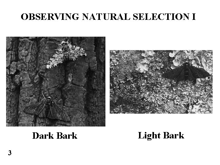 OBSERVING NATURAL SELECTION I Dark Bark 3 Light Bark 