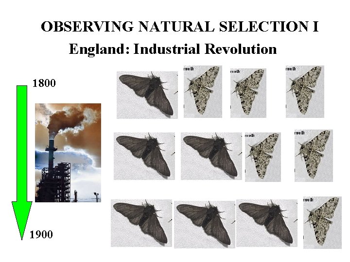 OBSERVING NATURAL SELECTION I England: Industrial Revolution 1800 1900 