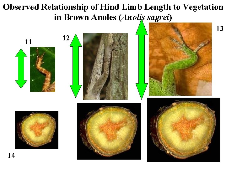 Observed Relationship of Hind Limb Length to Vegetation in Brown Anoles (Anolis sagrei) 13