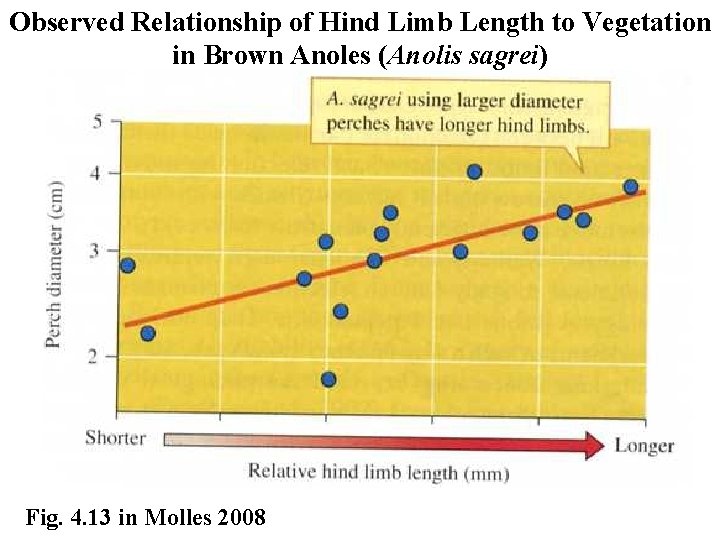 Observed Relationship of Hind Limb Length to Vegetation in Brown Anoles (Anolis sagrei) Fig.