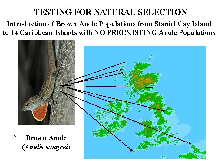 TESTING FOR NATURAL SELECTION Introduction of Brown Anole Populations from Staniel Cay Island to