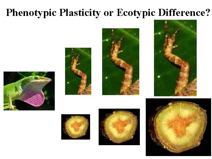 Phenotypic Plasticity or Ecotypic Difference? 