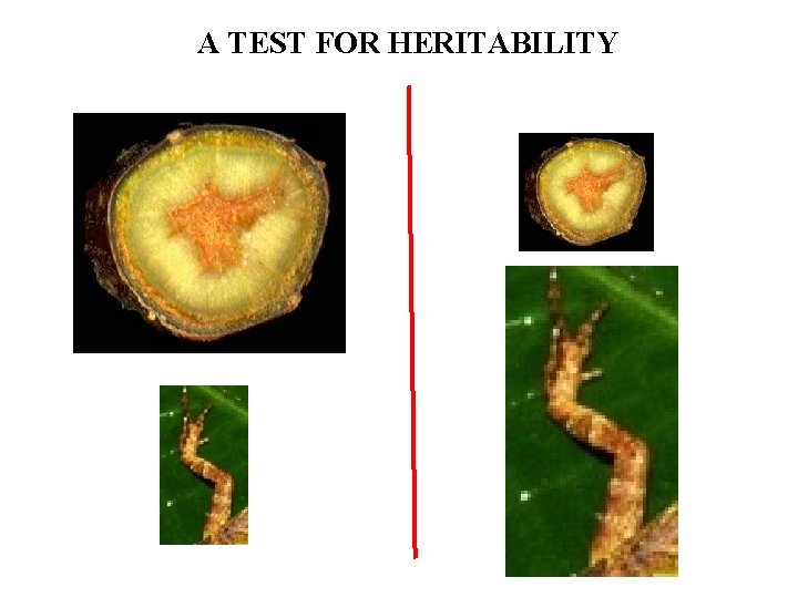 A TEST FOR HERITABILITY 