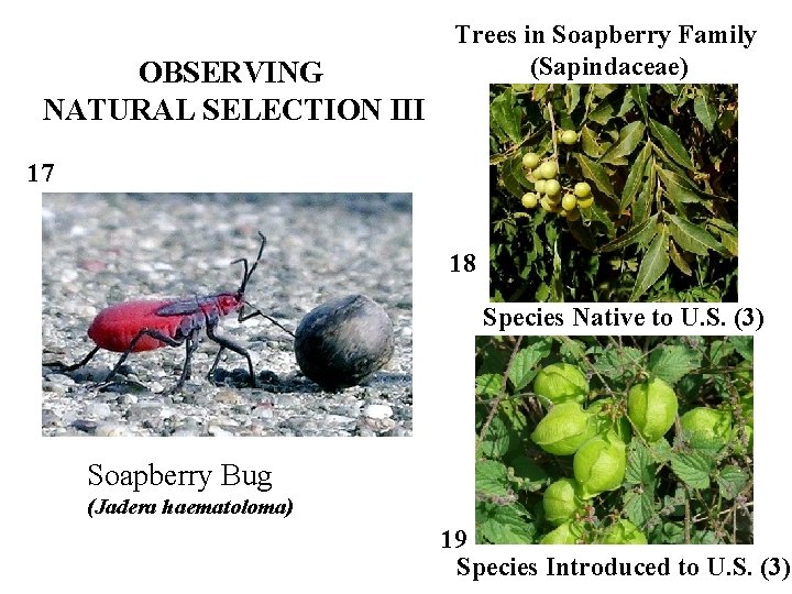 OBSERVING NATURAL SELECTION III Trees in Soapberry Family (Sapindaceae) 17 18 Species Native to