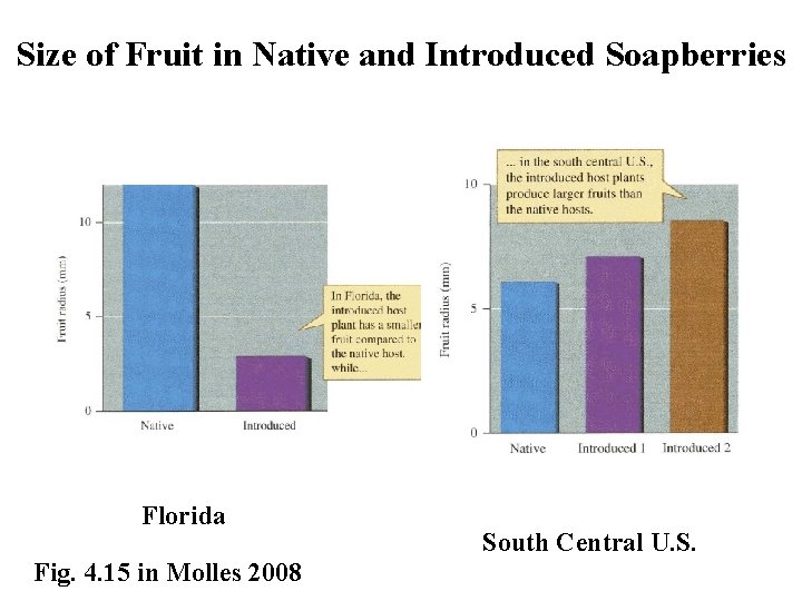 Size of Fruit in Native and Introduced Soapberries Florida Fig. 4. 15 in Molles