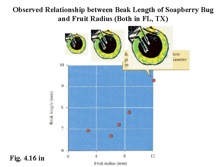 Observed Relationship between Beak Length of Soapberry Bug and Fruit Radius (Both in FL,
