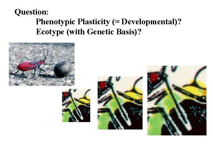 Question: Phenotypic Plasticity (= Developmental)? Ecotype (with Genetic Basis)? 